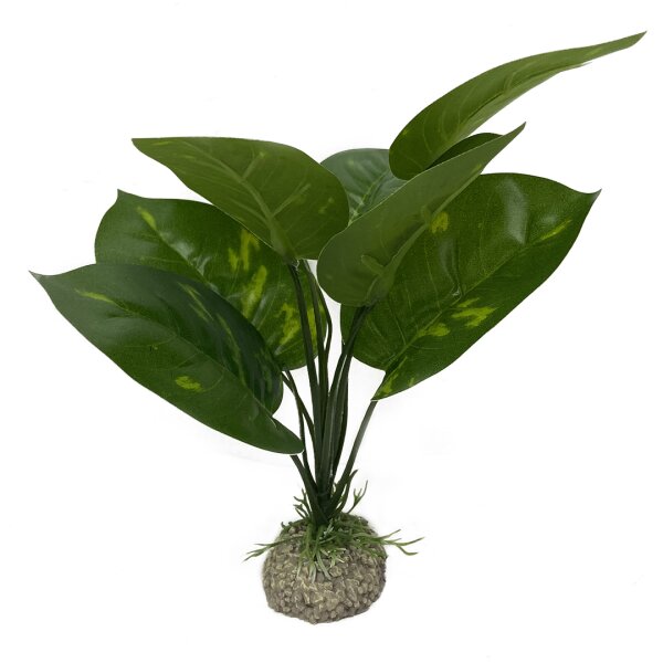 Anubias 24 cm