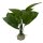 Anubias 24 cm