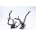 Aquadeco Dunkle Moorwurzel L 40-50cm