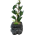 Repto Water Dripping Tree