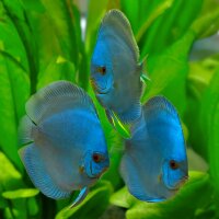Diskus Blue Diamond