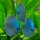Diskus Blue Diamond