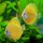Diskus Lemon