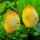 Diskus Lemon