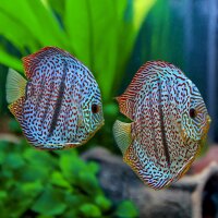 Diskus Leopard x Heckel
