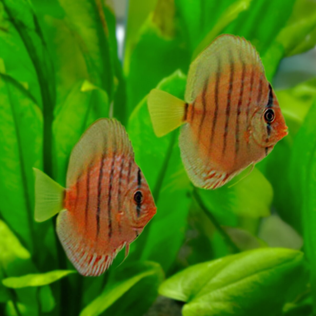 Diskus Nhamunda Royal, 59,99