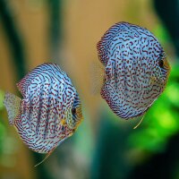 Diskus Oriental Leopard green