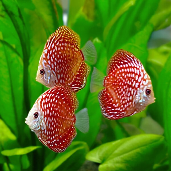 Diskus Red Dragon "Polka Dot"