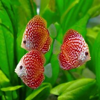 Diskus Red Dragon "Polka Dot"
