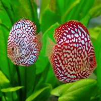 Diskus Red Dragon "Polka Dot"