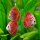 Diskus Red Dragon "Polka Dot"