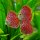Diskus Red Dragon "Polka Dot"
