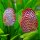 Diskus Red Dragon "Polka Dot"