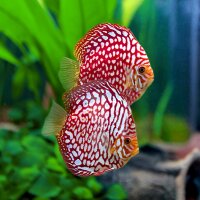 Diskus Red Jaguar