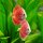 Diskus Red Jaguar