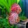 Diskus Red Jaguar