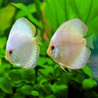 Diskus White Butterfly
