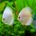 Diskus White Butterfly