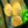 Diskus Yellow Pigeon