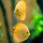 Diskus Yellow Pigeon