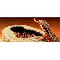 Worm Dish - Wurmf&uuml;tterungsschale