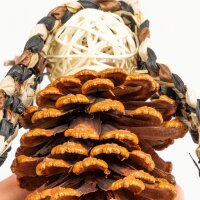 Cones Charm - nat&uuml;rliches Vogelspielzeug mit Kiefernzapfen
