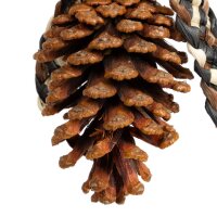 Cones Charm - nat&uuml;rliches Vogelspielzeug mit Kiefernzapfen