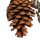 Cones Charm - natürliches Vogelspielzeug mit Kiefernzapfen