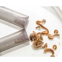 Worm X - Borstenwurmfalle