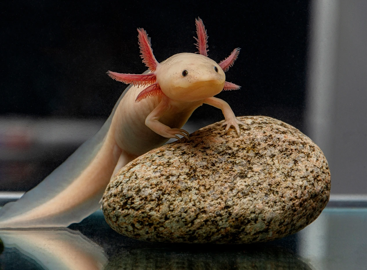 Axolotl.webp