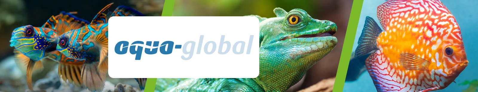 Aqua-Global_Banner.webp