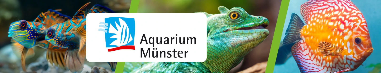 AquariumMnster_Banner.webp