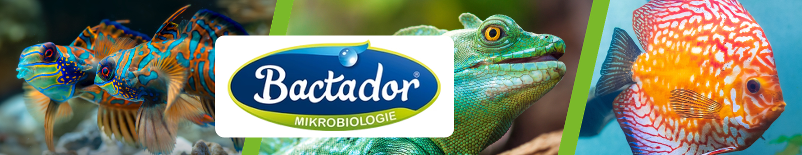Bactador.jpg