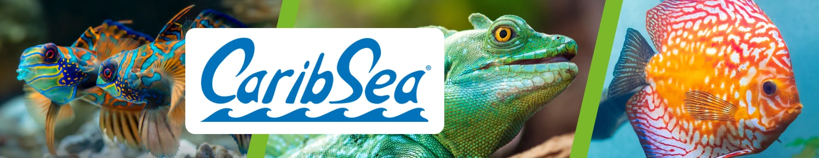 CaribSea-Logo_Banner.webp