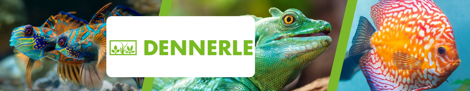 Dennerle_Banner.webp