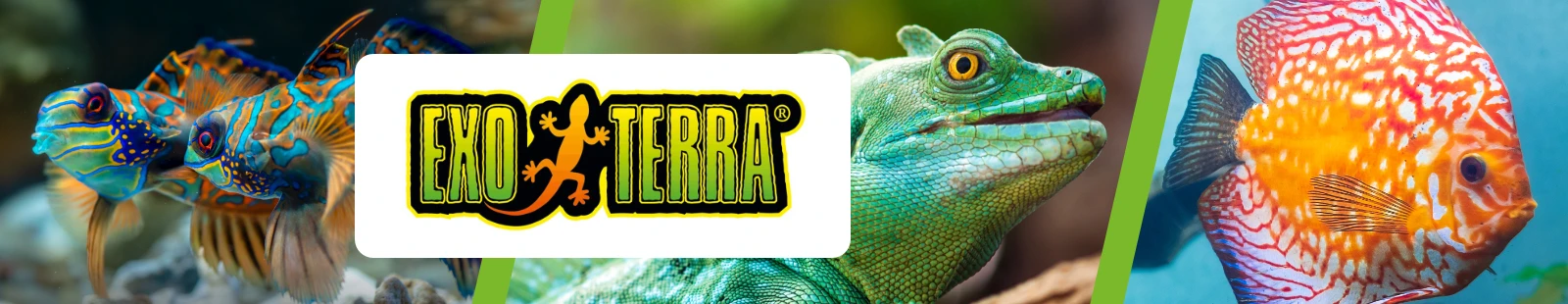 ExoTerra_Banner.webp