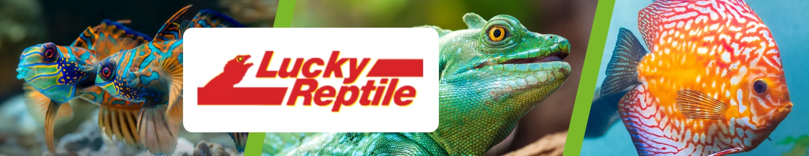 LuckyReptile_Banner.webp