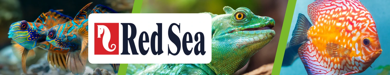 RedSea_Banner.webp