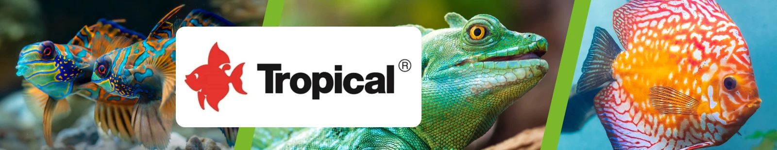 Tropical_banner.webp