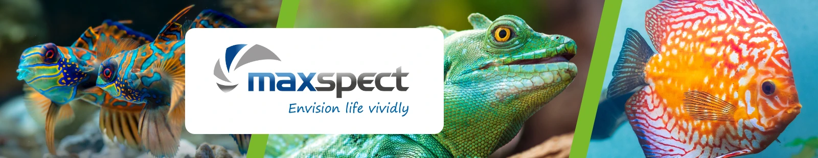 maxspect_Banner.webp