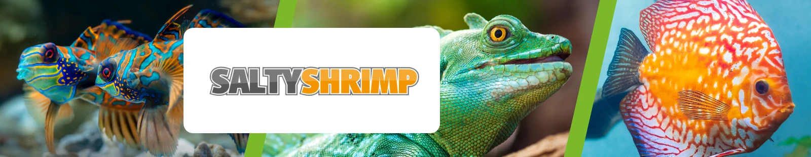 saltyshrimp_banner.webp