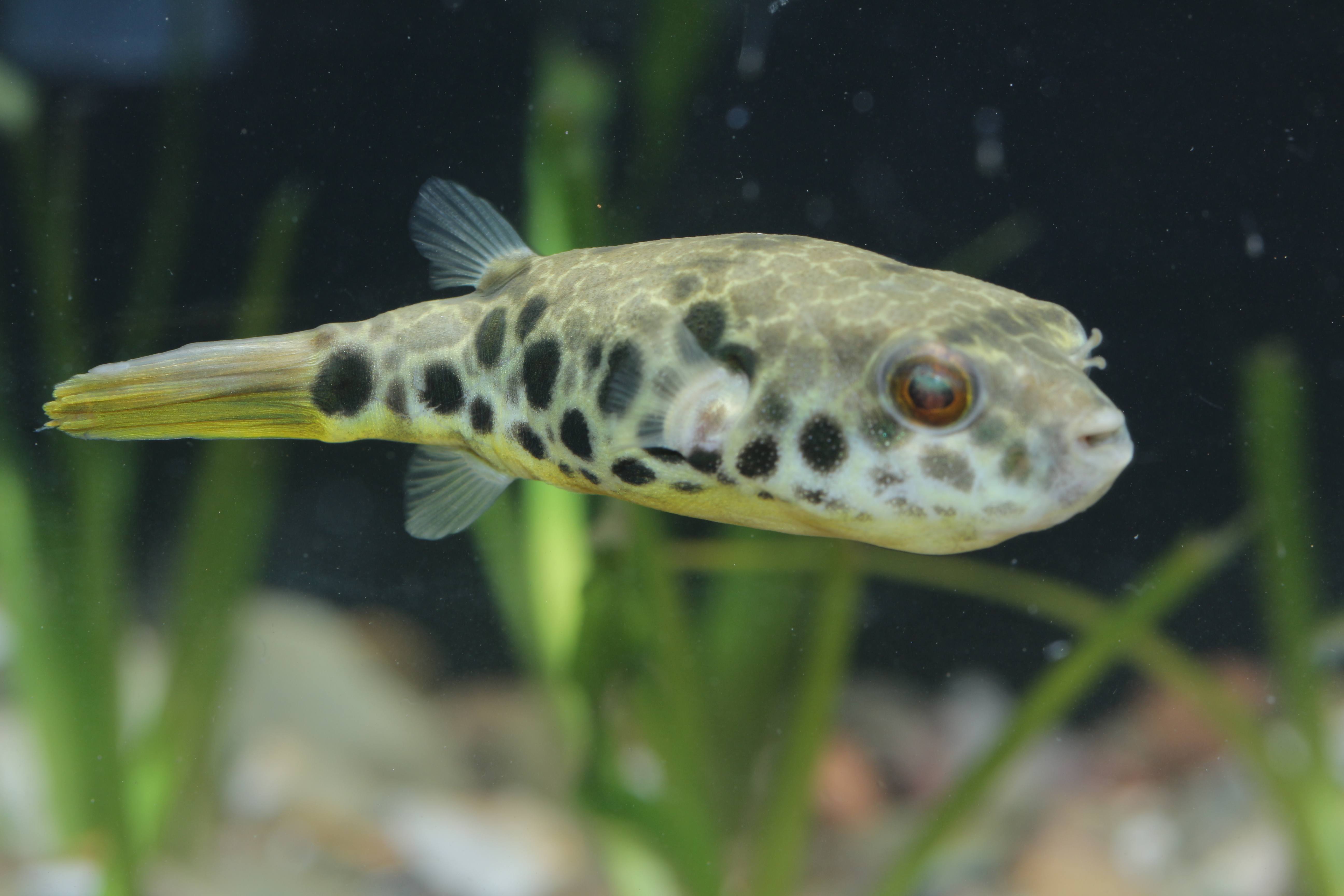 Leopardkugelfisch.jpg