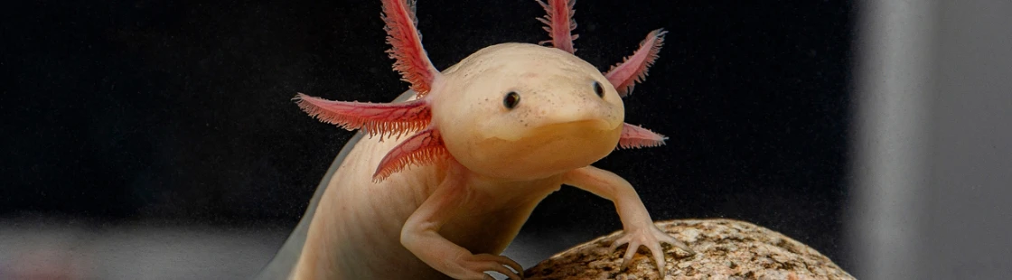 SW_Axolotl.webp