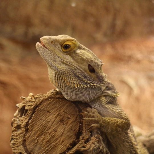 bartagame_pogona_vitticeps.webp