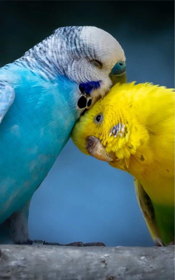 Vogel_Kachel.webp